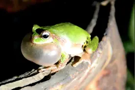 青蛙唱歌，咽部膨胀的“泡泡”是啥？
