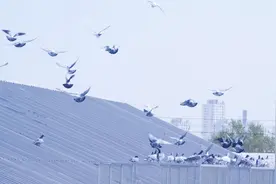 500公里信鸽决赛实录，冠军鸽归巢速度超乎想象！