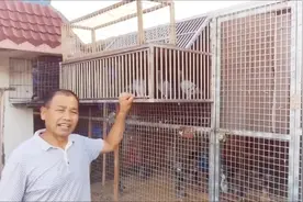 使用跳笼这样做幼鸽开家才不容易丢失，看看农村大叔是怎么做的视频封面