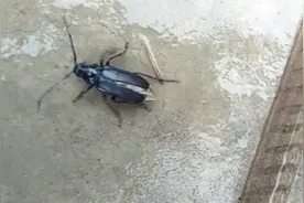 这个昆虫叫什么名字，谁知道？