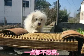 4个月的串种狗本事渐长，能在半米多高的墙头上散步，不恐高