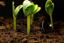 生物小知识——从种子到大树的过程（快进式）