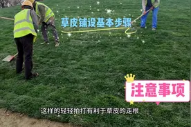草皮铺设全过程，看似简单，却有大学问