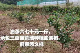 油茶六七十元一斤，
承包三百亩荒地种植油茶树，
前景怎么样视频封面