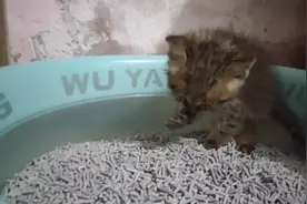 猫猫为什么要一直舔爪子呀！