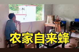 农村家里自己飞来的小蜜蜂，一只只往家里飞，这是什么原因呢