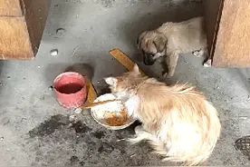 猫吃辣条，神奇不