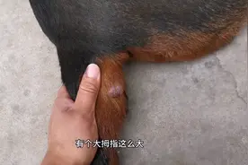 好可怜的的狗狗，尾巴上长了一个肉瘤，有没有懂这个的医生？