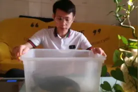 合适新手养的大型水龟，生长速度超快，抗病能力超强龟中小强