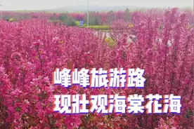 峰峰0号旅游路千亩海棠花海，快来打卡拍照，定会刷爆你的朋友圈