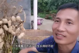 巧哥种了很多花生，但一个个拔既累又费时，不知网友有啥好办法不