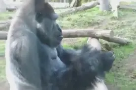 大猩猩吃自己大便？视频封面