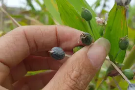 平常大家吃的薏米跟草珠子的区别、这两种傻傻分不清的植物、