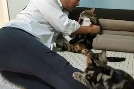 猫咪半夜叫声扰民，主子控制白天不让睡觉，猫咪不服气