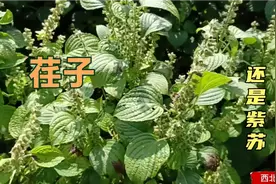 甘肃农村荏子长势喜人，种植的人越来越少，这种榨油原料见过吗视频封面