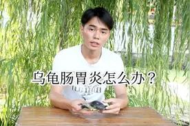 乌龟肠胃炎症状及治疗用药