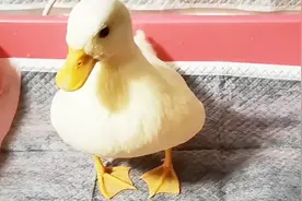 柯尔鸭第一次吃泥鳅，小泥鳅奋力逃命，食肉的鸭子还是厉害呀视频封面