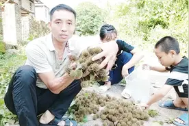 农村有一种树全身都是宝，果实叫路路通荨麻疹最怕它，您认识吗