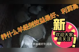 农村搞养殖，养什么羊经剂效益最好、利润高，一起了解一下吧！视频封面
