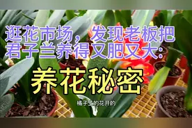 逛花卉市场，发现君子兰养得又肥，又壮，开花不断的秘密。👍视频封面