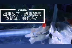 出事了，大蝴蝶鲤全趴缸了，怎么办？新手必看完，才能举一反三！