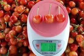 不用授粉树，栽种一棵就可以结果黄色车厘子您想了解吗视频封面