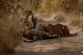 老虎母子含乳告别，只为生存，母爱至上感动人