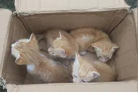 四只小橘猫出生了，怎么长得一模一样呢？好可爱视频封面