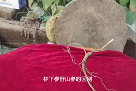 跑山老刘与你分享野生人参和林下参鉴别方法，你记住了吗