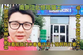 南京江北发现可爱流浪猫！不比狗小，关键胆太大，3只猫堵超市门视频封面