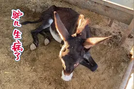 一头躺着的驴儿能和人对话，大家说驴和马这样躺着是睡觉还是病了视频封面