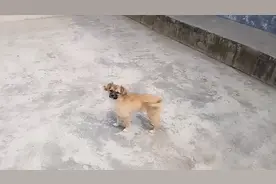 小狗四脚花白，尾巴尖白有什么说法吗