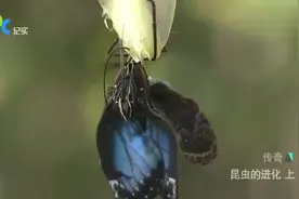 翅膀赋予了蝴蝶身份和美貌，可以开辟新的天地视频封面