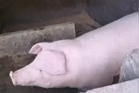 农村花4800买280重的二师兄，大家帮忙算算，划不划算？？