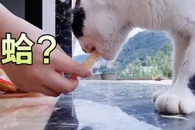 四川农村的猫咪，不仅能吃辣条，还爱吃空闲薯条🤔