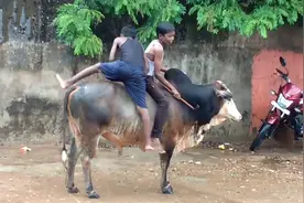 国外的牛背上为什么拱出个包?这俩小孩告诉你答案视频封面