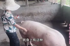 猪身上起了很多红疙瘩，上面白头还有脓，王姐用药水连擦几天就好视频封面