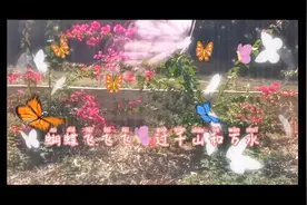 #分享几首蝴蝶歌看哪首比较好听