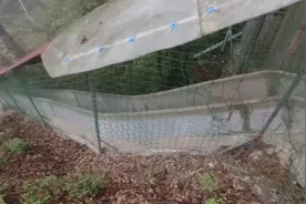 上山容易下山难，秦岭莲花山有一种下山方式名为出溜。可惜没见着