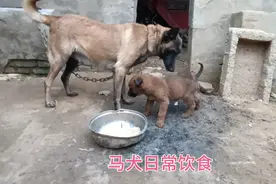 农村小伙用这几种粮食和狗粮搭配 ，营养又健康，马犬狼吞虎咽的视频封面