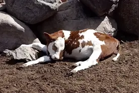 新手犊牛喘治疗方法建议，不同症状，治疗方法也不相同！视频封面