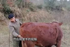 想留乡养牛的朋友，三叔教你们如何挑选上等牛，牛贩不会对你说的