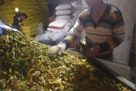 天然色素原材料黄栀子，化州长誉合作社上台严格收购！