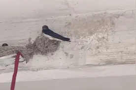 家门口来了一家贵客，老辈讲：门前起燕窝家庭兴旺。视频封面