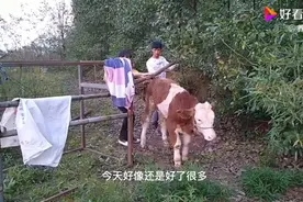 牛得了怪病站不起来，还能吃就不能放弃