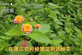 广东湛江农村常见的一种野花，小时候经常摘来当药用视频封面