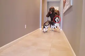 家里突然进了一只大猩猩，二哈吓到模糊，二哈：我是谁？我在哪？视频封面