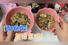 给鼠鼠子配粮是阿姨最爱的活啦！超级治愈！爱了爱了！