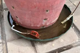 不要再迷信月季托盘不能有水，尤其是那句“不干不浇，浇则浇透”