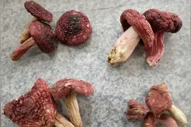 100多元的红菇和2000多元的红菇，到底有什么区别，对比看看！
